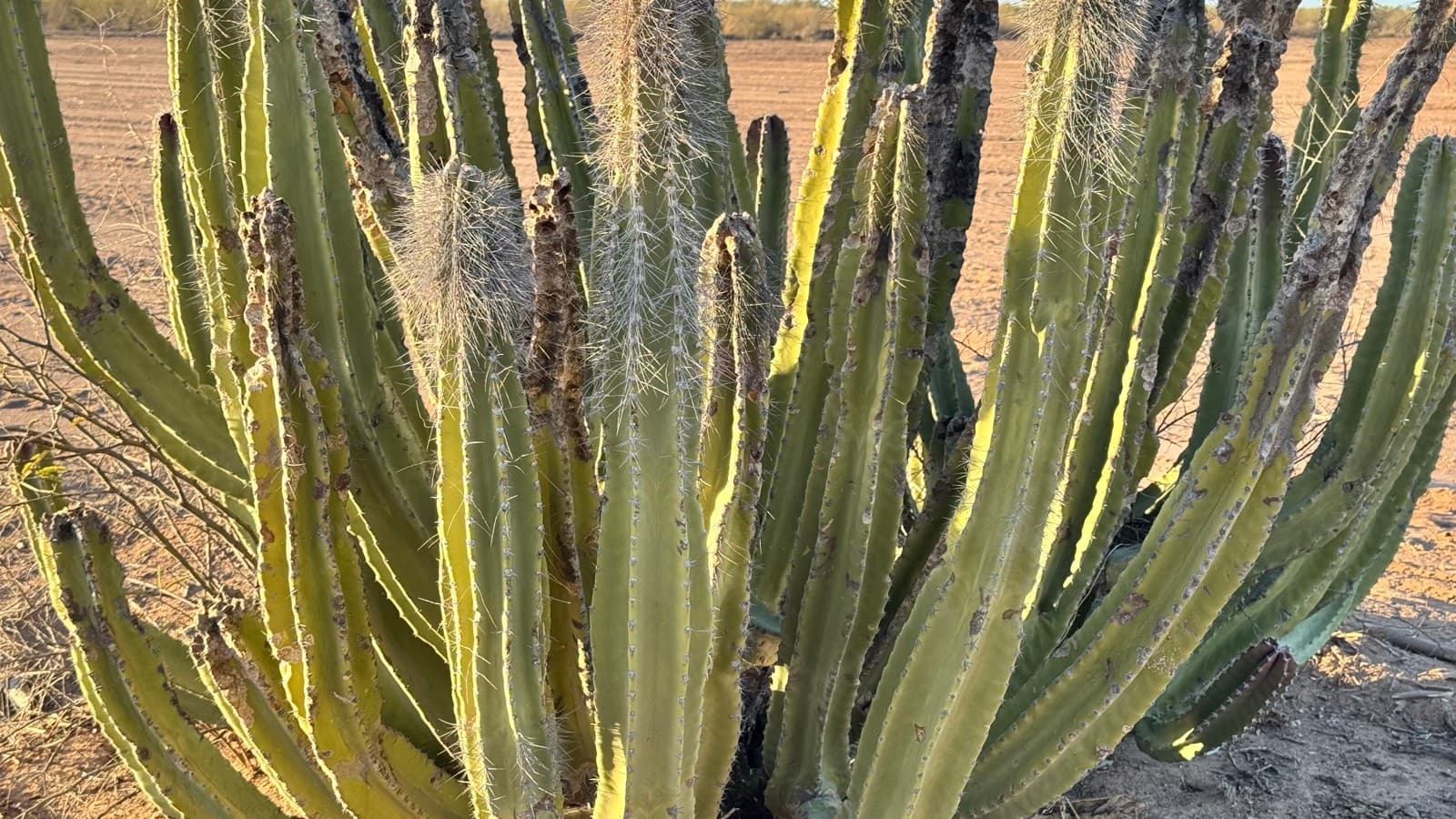 Pitahaya en el terreno de Nueva Manga, poniente de Hermosillo